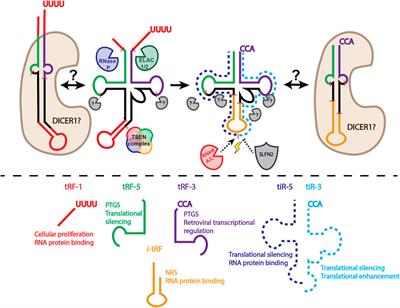 Function and Therapeutic Implications of tRNA Derived Small RNAs